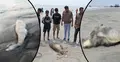 কুয়াকাটা সৈকতে ১৪ দিনে ভেসে এলো ৩ মৃত কচ্ছপ-ডলফিন