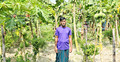 সোনারগাঁয়ে পেঁপে চাষে কৃষকের মুখে হাসি