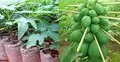 পেঁপের চারা রোপণের সবচেয়ে উপযুক্ত সময় কখন