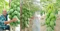 ২২ দেশ ঘুরে পেঁপে চাষে কোটি টাকার ব্যবসা, গড়লেন হাজারো উদ্যোক্তা