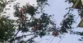 দালানকোঠার ভিড়ে কৃষ্ণচূড়ার লাল আভায় স্বস্তির ছোঁয়া
