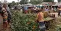 মধুপুরের আনারসের সুনাম সারাদেশে, লাভবান চাষিরা