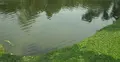 আর্জেন্টিনার খেলা দেখার সময় খালে পড়ে প্রাণ গেল যুবকের
