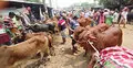 রাজশাহীতে কোরবানির জন্য চাহিদার তুলনায় বেশি ৯২ হাজার পশু