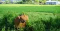 হজে থাকা ব্যক্তি নিজ দেশে কোরবানি করতে পারবেন?
