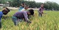 ফসল হারানোর শঙ্কায় সুনামগঞ্জের ১০ লাখ কৃষক