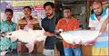 দৌলতদিয়ায় এক বাঘাইড়-দুই পাঙাশ ৯৭ হাজার টাকায় বিক্রি