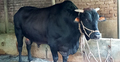 ‘রাজবাড়ীর সিংহরাজ’র ওজন ৪০ মণ, দাম ২৫ লাখ
