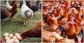 রংপুরে বেড়েছে ডিম-মুরগির দাম