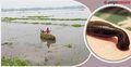 বজ্রপাত-জোঁকের ভয়ে মিলছে না শ্রমিক, ধান নিয়ে দিশাহারা কৃষক