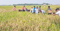 কৃষকের ক্ষেতের ধান কেটে দিলো ছাত্রলীগ