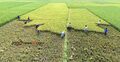 হাওরে ধান কাটা শুরু, বাম্পার ফলন