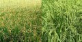 ফাল্গুন মাসে বোরো ও আউশ ধান চাষে করণীয়