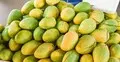 পাকা আম দ্রুত পচে যায়, ভালো রাখবেন যেভাবে