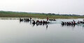 মধুমতি নদীতে নৌকাবাইচ দেখতে মানুষের ভিড়