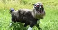 এ কেমন ভয়ংকর রোবট, এর কাজ কী?