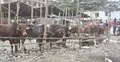 অসুস্থ পশু এড়াতে যেসব বিষয় জানা জরুরি