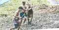 গরমে হাঁসফাঁস রাজধানী, স্বস্তি খুঁজছে কোরবানির গরুও