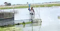 জলবায়ু পরিবর্তন: তাপমাত্রায় মরছে চিংড়ি, বিপাকে চাষি
