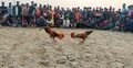 শ্যামনগরে মোরগ লড়াই দেখতে মানুষের ভিড়