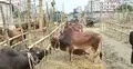 লোকসান দিয়েও বিক্রি হয়নি অনেক গরু, বাড়ি নিয়ে যাচ্ছেন ব্যাপারীরা