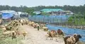 কোরবানির হাটে ভেড়ার নীরবতা: ধর্মীয় অনুমোদন থাকলেও চাহিদা কম