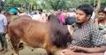 হাটে ভারতীয় গরু প্রবেশের শঙ্কায় খামারিরা