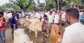 শেরপুরের হাটে চাহিদা বেশি মাঝারি গরুর