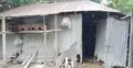 এক রাতে ৪ গরু চুরি, নিঃস্ব কৃষক পরিবার