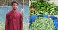 মালচিং পদ্ধতিতে শসা চাষে কলেজছাত্রের সাফল্য