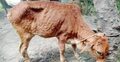 সাতক্ষীরায় ৩ দিনে ৪৪ গরু-ছাগলের মৃত্যু