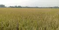 ইটভাটার বিষাক্ত ধোঁয়ায় পাঁচ শতাধিক একর জমির ধান পুড়ে ছাই