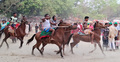 টাঙ্গাইলে ঐতিহ্যবাহী ঘোড়দৌড় প্রতিযোগিতা