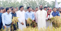 নেতাকর্মীদের নিয়ে কৃষকের ধান কেটে দিলেন এমপি ছোট মনির