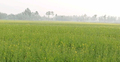 ঠাকুরগাঁওয়ে সরিষার ফলন নিয়ে শঙ্কা