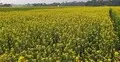 নারায়ণগঞ্জে সরিষার বাম্পার ফলনের আশা