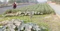 মহাসড়কের বিভাজকে শীতকালীন সবজি চাষ