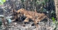 সুন্দরবনে ফাঁদে আটকে পড়া বাঘের খুলনায় চিকিৎসা শুরু