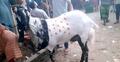 ছাগলের নাম ‘টাইগার’, দাম হাঁকাচ্ছে ১ লাখ ৭০ হাজার টাকা