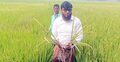 ধান ক্ষেতে ব্লাস্ট রোগের আক্রমণ, দুশ্চিন্তায় কৃষক