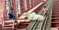 হাট থেকে ছুটে রেলসেতুতে গরু, অল্পের জন্য রক্ষা পেল ট্রেন