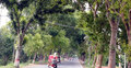 রাস্তা প্রশস্ত করতে কাটা হবে দেড় হাজার গাছ