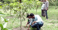 গাছ লাগালেই মিলছে নগদ টাকা