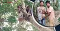 শিশুর মানবিকতায় রক্ষা পেল বসন্ত বৌরী পাখির সংসার