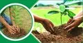 শিক্ষাপ্রতিষ্ঠানে ২৫ কোটি বৃক্ষরোপণের কাজে শুরুতেই ‘হোঁচট’