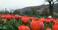 কাশ্মীরে প্রথমবার ডিসেম্বরে ফুটেছে টিউলিপ, ফুলভিত্তিক পর্যটন বাড়ার আশা