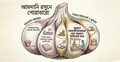 রসুন আমদানিতে এত লাভ!