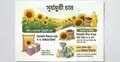 খুলনাঞ্চলের লবণাক্ত জমিতেও সূর্যমুখীর হাসি