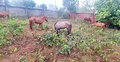 11 live, nine slaughtered horses seized at Purbachal