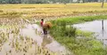 পশ্চিমবঙ্গে দুদিনের বৃষ্টিতে ব্যাপক ক্ষতি, কৃষকের মাথায় হাত